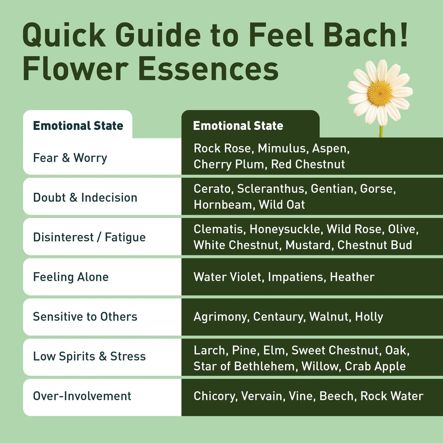 Holly Flower Essence