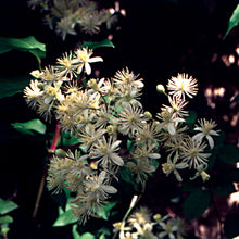Load image into Gallery viewer, Bach flower clematis

