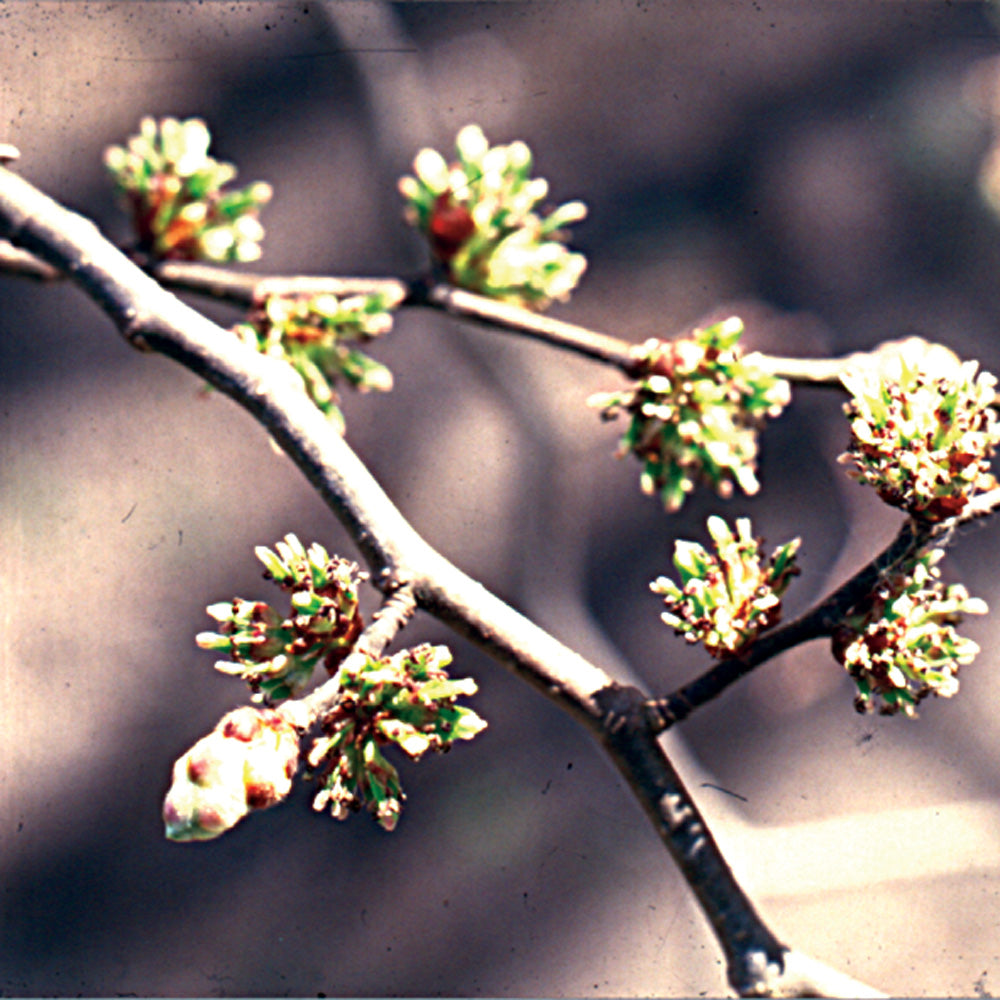 Bach flower elm