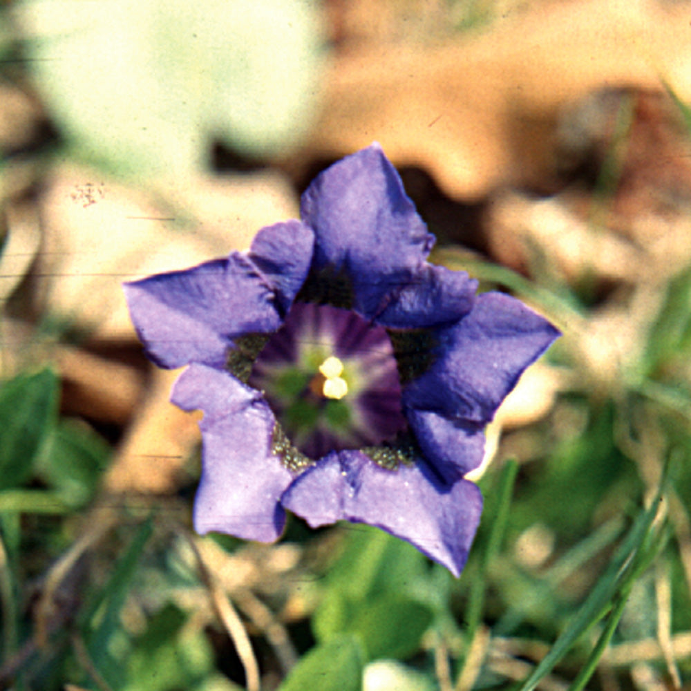 Bach flower gentian