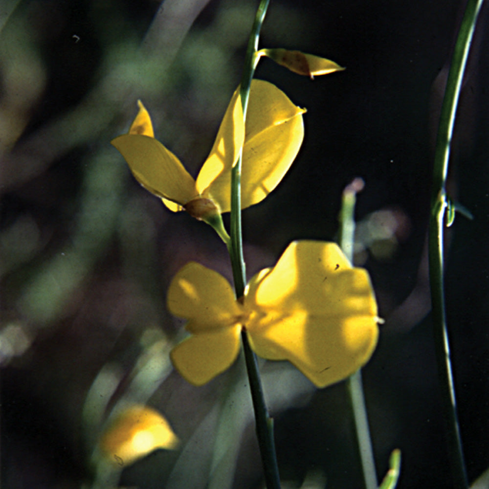 Bach flower gorse