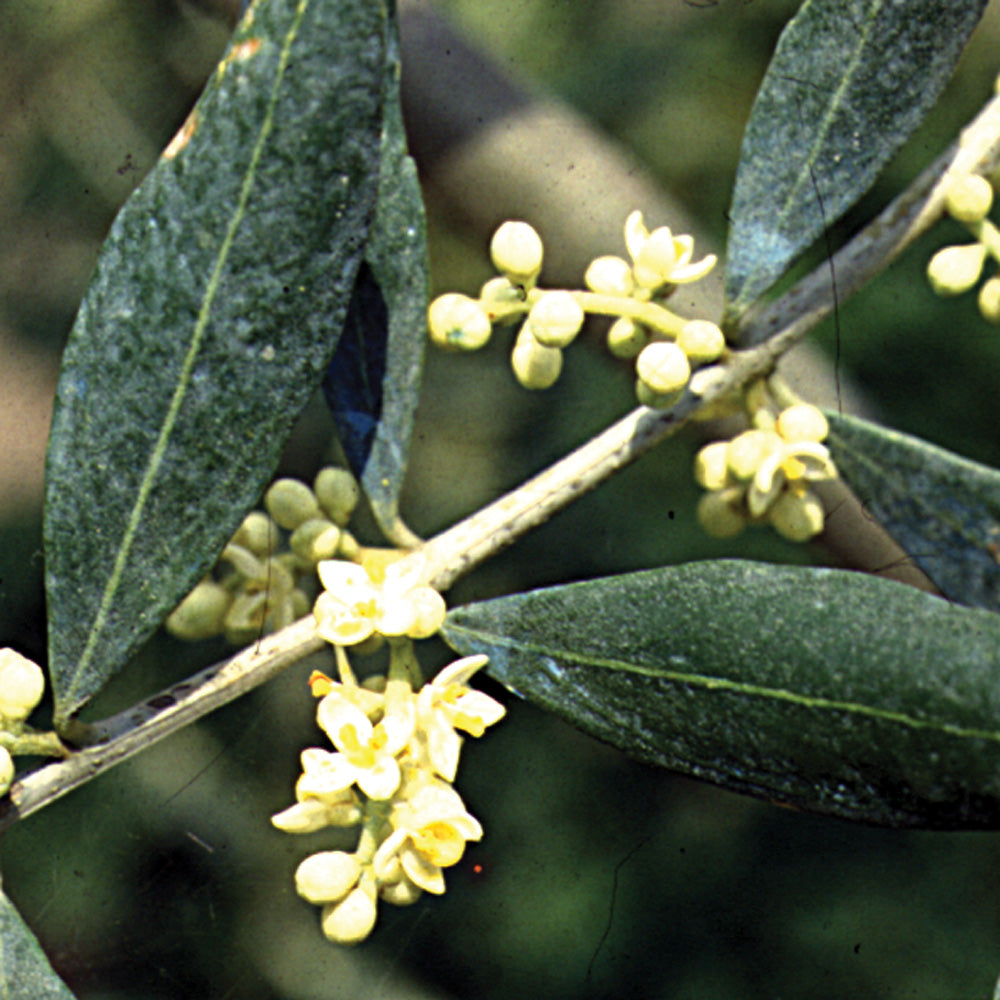 Bach flower olive