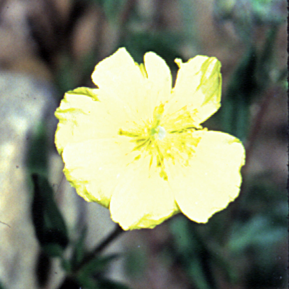 Bach flower rock rose