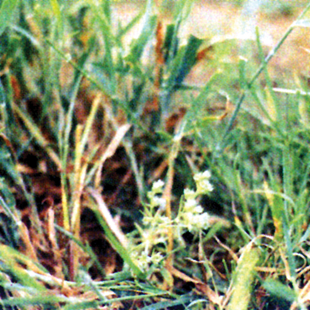 Bach flower scleranthus