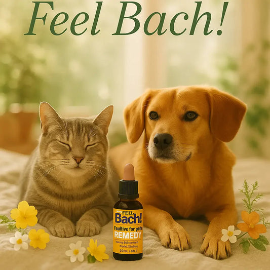 Relaxed cat and dog on sunlit blanket with wildflowers and Feel Bach remedy bottle in soft morning light
