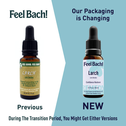 Larch Flower Essence
