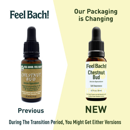 Chestnut Bud Flower Essence