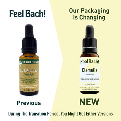 Clematis flower essence