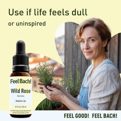 Wild Rose Flower Essence