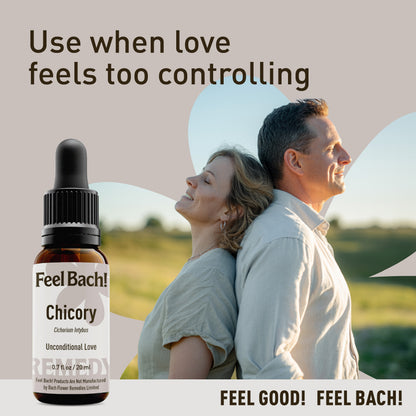 Chicory Flower Essence