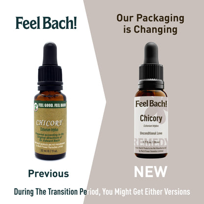 Chicory Flower Essence