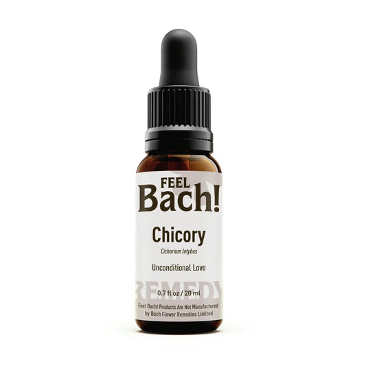 Chicory Flower Essence