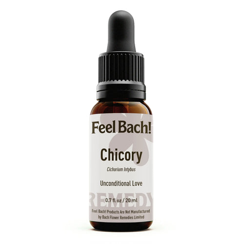 Chicory Flower Essence