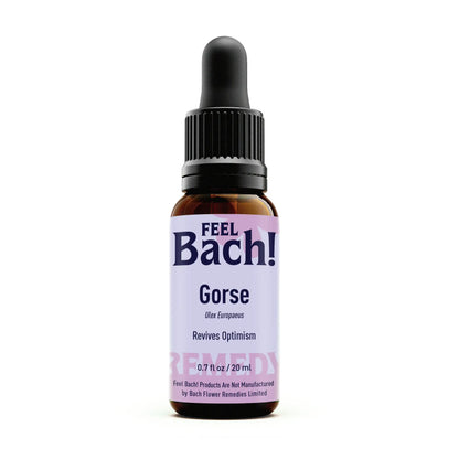 Gorse Flower Essence