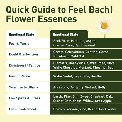 Wild Rose Flower Essence