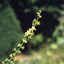 Load image into Gallery viewer, Bach flower agrimony
