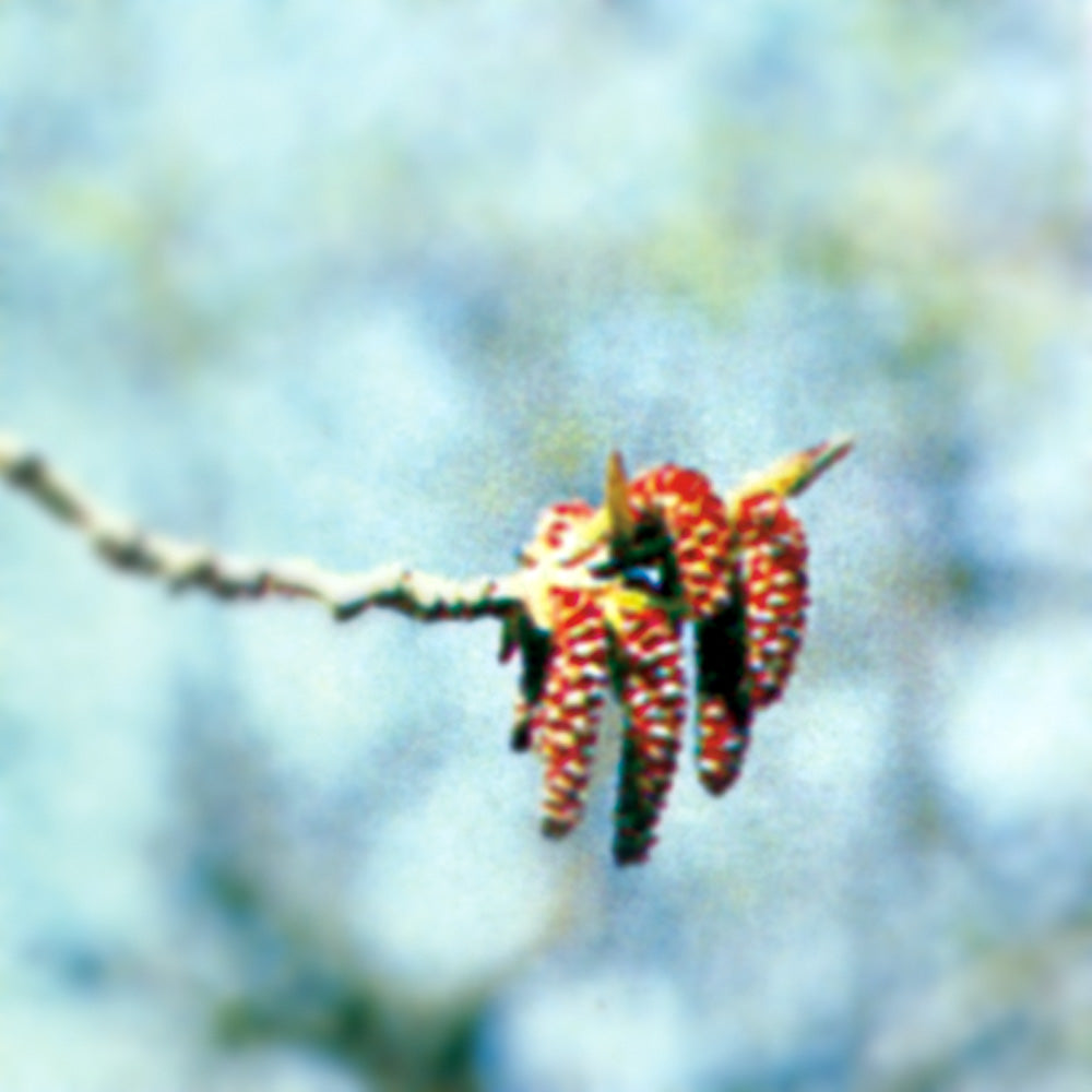 Bach flower aspen