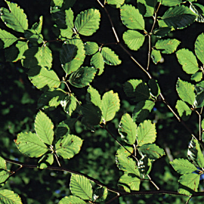 Bach flower beech