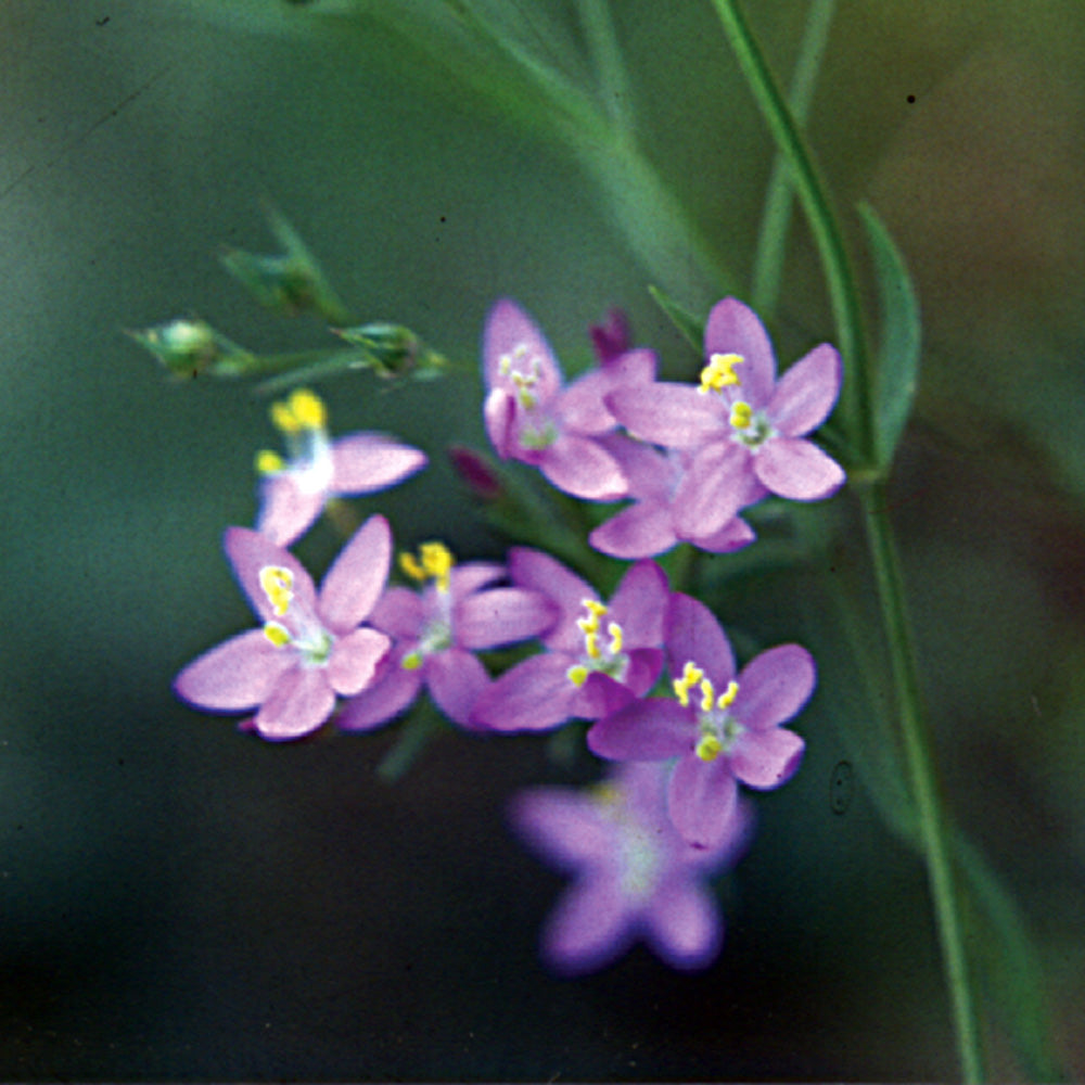 Bach flower centaury