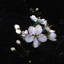 Load image into Gallery viewer, Bach flower cherry plum
