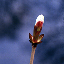 Load image into Gallery viewer, Bach flower chestnut bud
