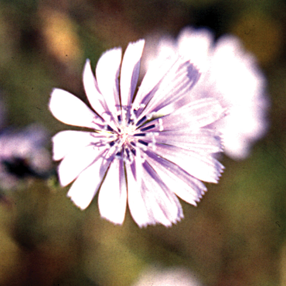 Bach flower chicory