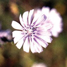 Load image into Gallery viewer, Bach flower chicory
