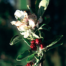 Load image into Gallery viewer, Bach flower crab apple

