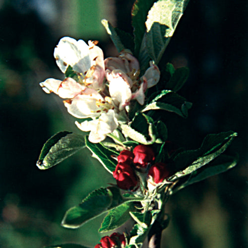 Bach flower crab apple