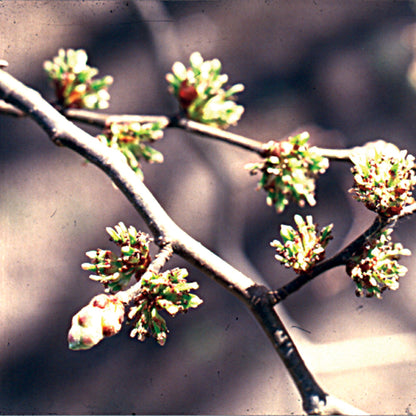 Bach flower elm