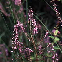 Load image into Gallery viewer, Bach flower heather

