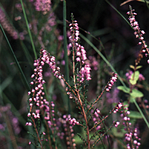 Bach flower heather