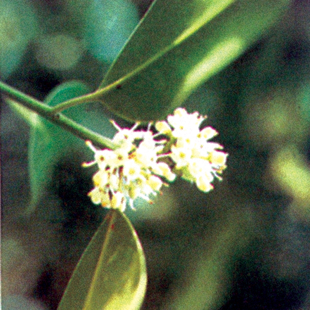 Bach flower holly