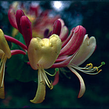 Load image into Gallery viewer, Bach flower honeysuckle
