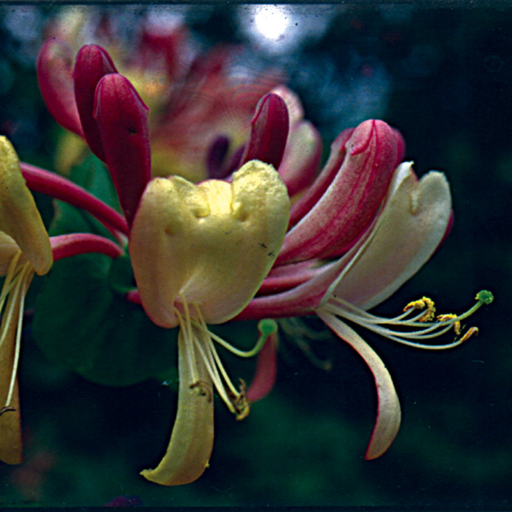Bach flower honeysuckle
