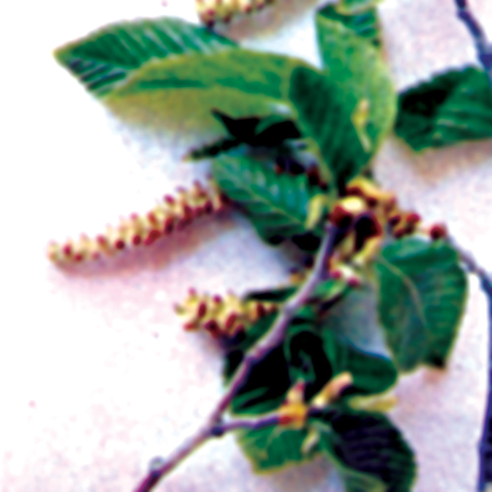 Bach flower hornbeam