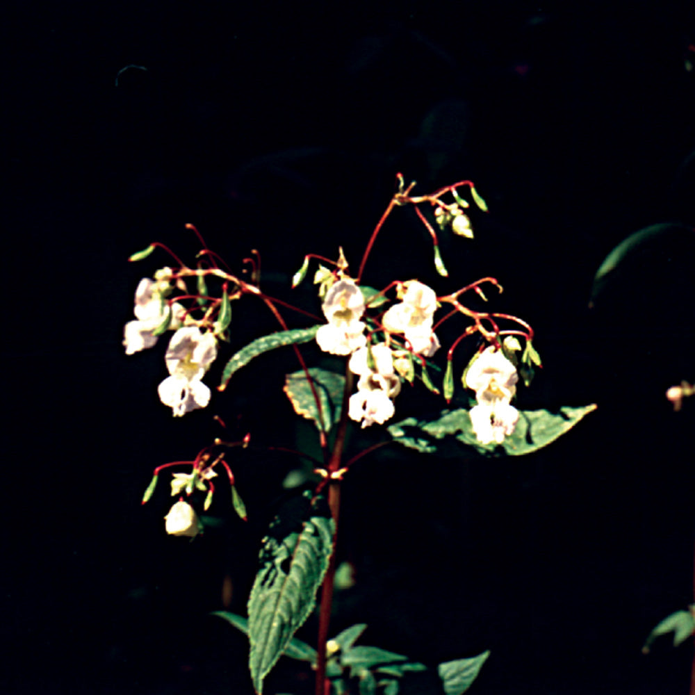 Bach flower impatiens