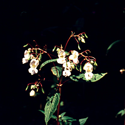 Bach flower impatiens