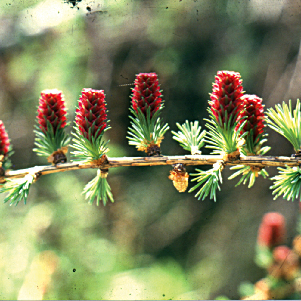 Bach flower larch