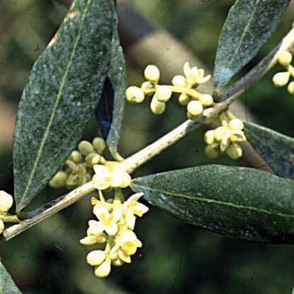 Bach flower olive