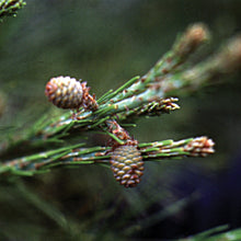 Load image into Gallery viewer, Bach flower pine
