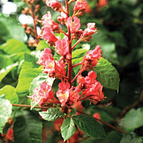 Bach flower red chestnut
