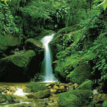 Load image into Gallery viewer, Bach flower rock water

