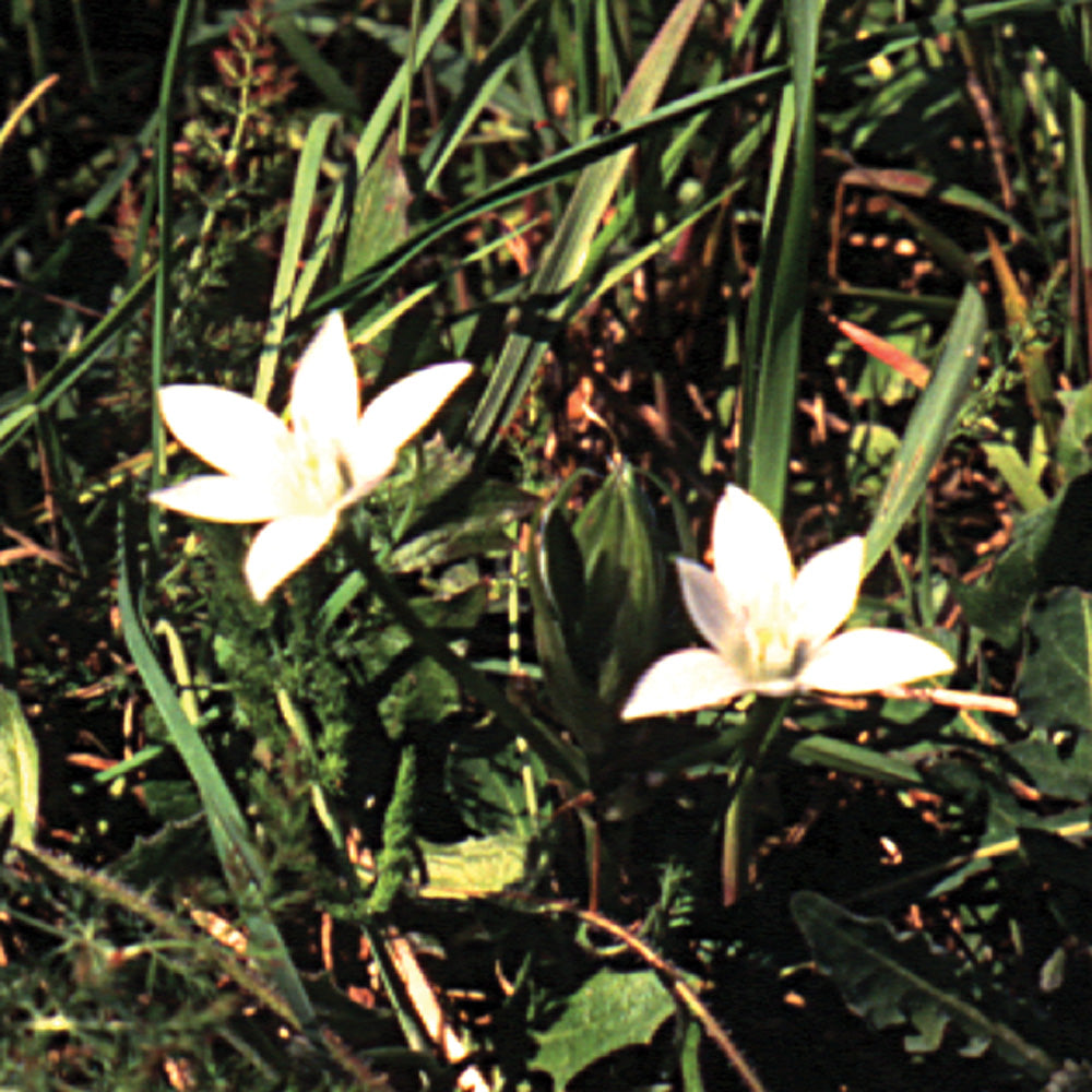 Bach flower star of bethlehem
