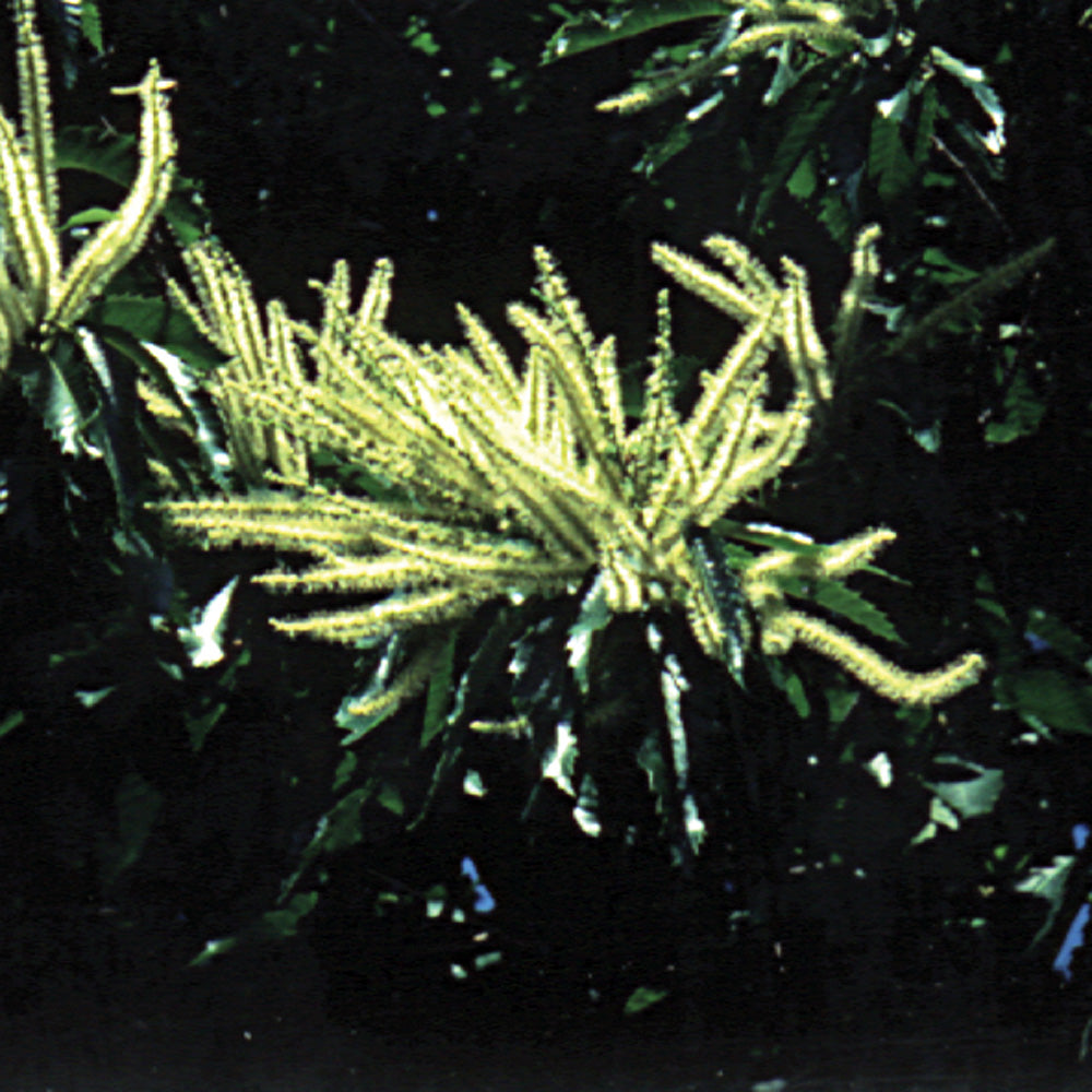 Bach flower sweet chestnut