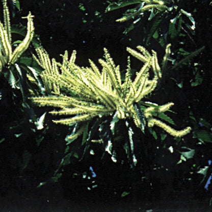 Bach flower sweet chestnut