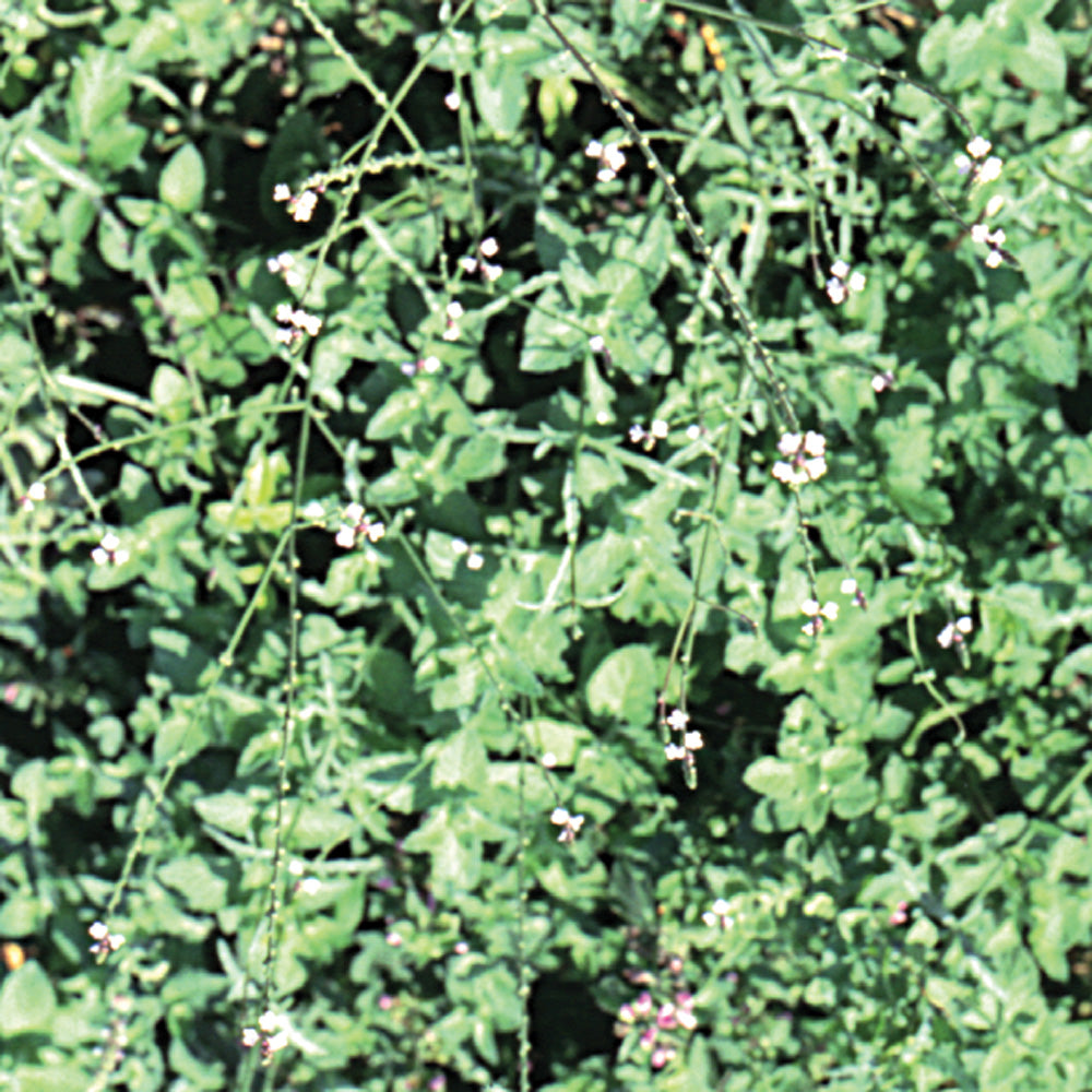 Bach flower vervain