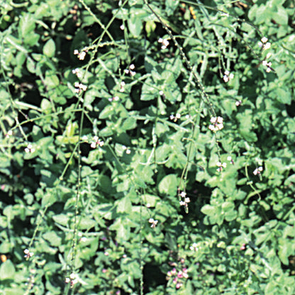 Bach flower vervain