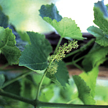 Load image into Gallery viewer, Bach flower vine

