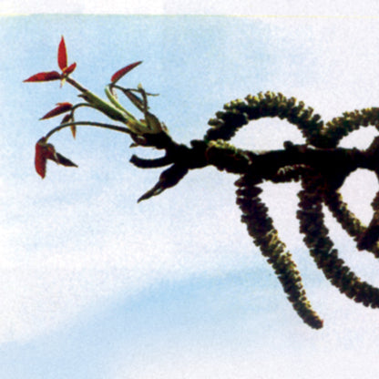 Bach flower walnut